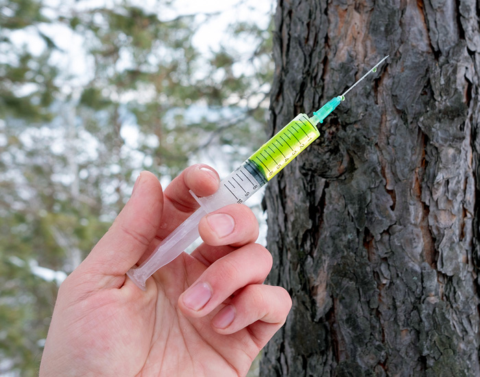 Rochester, NY tree injection service