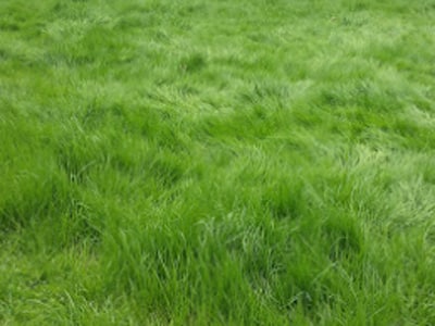 4 Benefits of Lawn Aeration