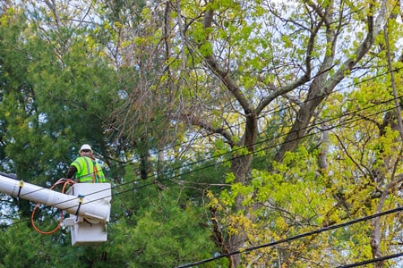 TREE & SHRUB CARE GUIDE