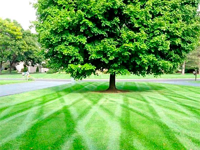 Rochester, NY lawn care company