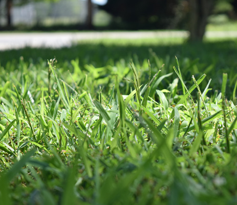 lawn fertilization services in Hilton, NY