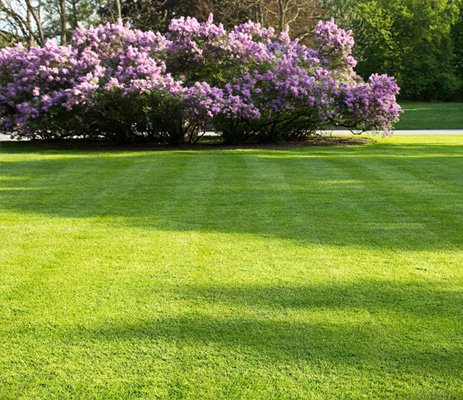 lawn care treatment services in Rochester, NY