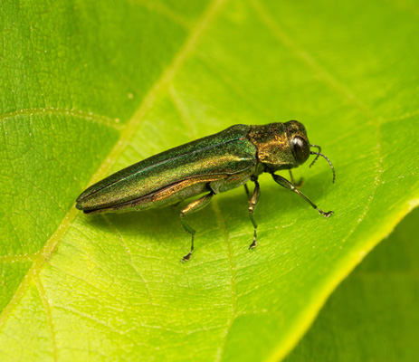 Rochester, NY emerald ash borer treatment companies