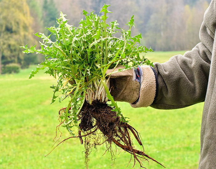 lawn weed control company in Rochester, NY