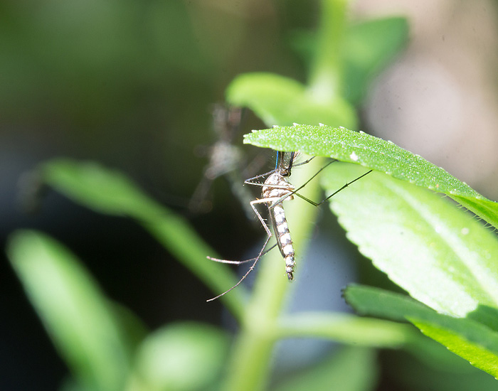 lawn insect control company in Rochester, NY