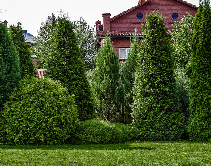 tree service company