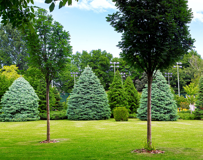 Rochester, NY local tree service