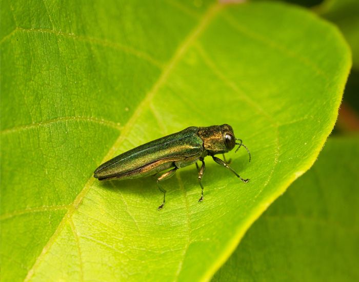 Rochester, NY emerald ash borer treatment companies