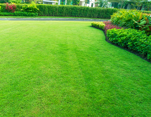 Rochester, NY professional lawn rolling