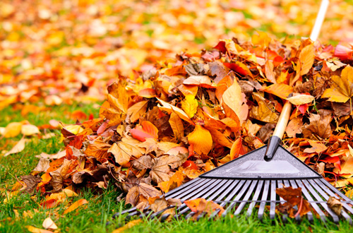 Rochester, NY leaf removal company