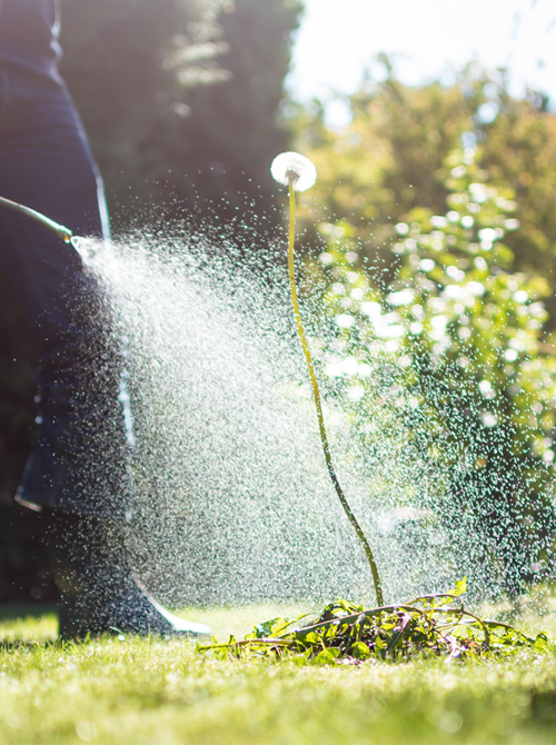 Rochester, NY lawn weed removal service