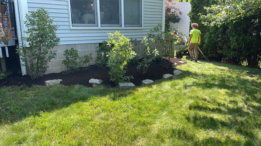 tree planting service in Rochester, NY