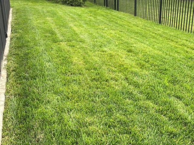 lawn restoration companies in Rochester, NY