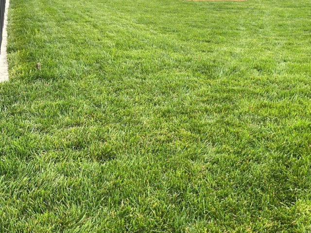 lawn repair company in Rochester, NY