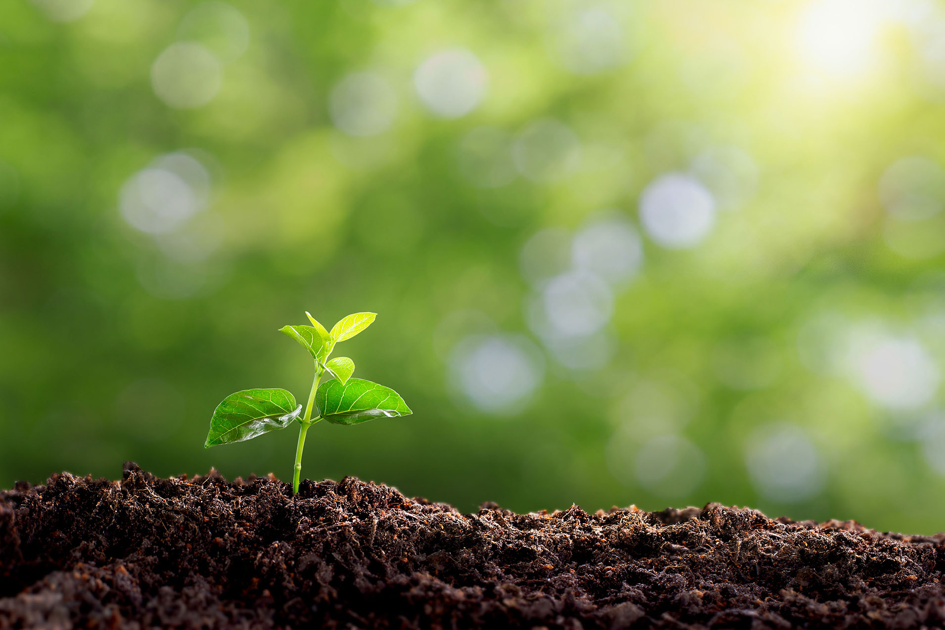 4 Signs Your Lawn May Have Poor Soil Health