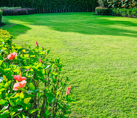 Rochester, NY yard fertilizer companies