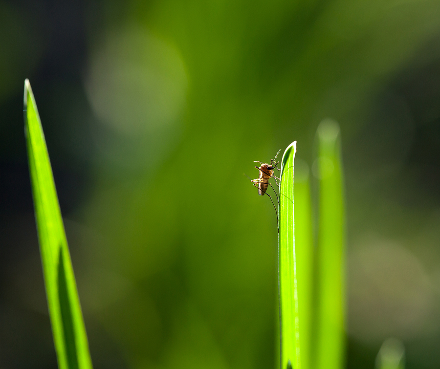 Keep Your Lawn Healthy This Year With Insect Control