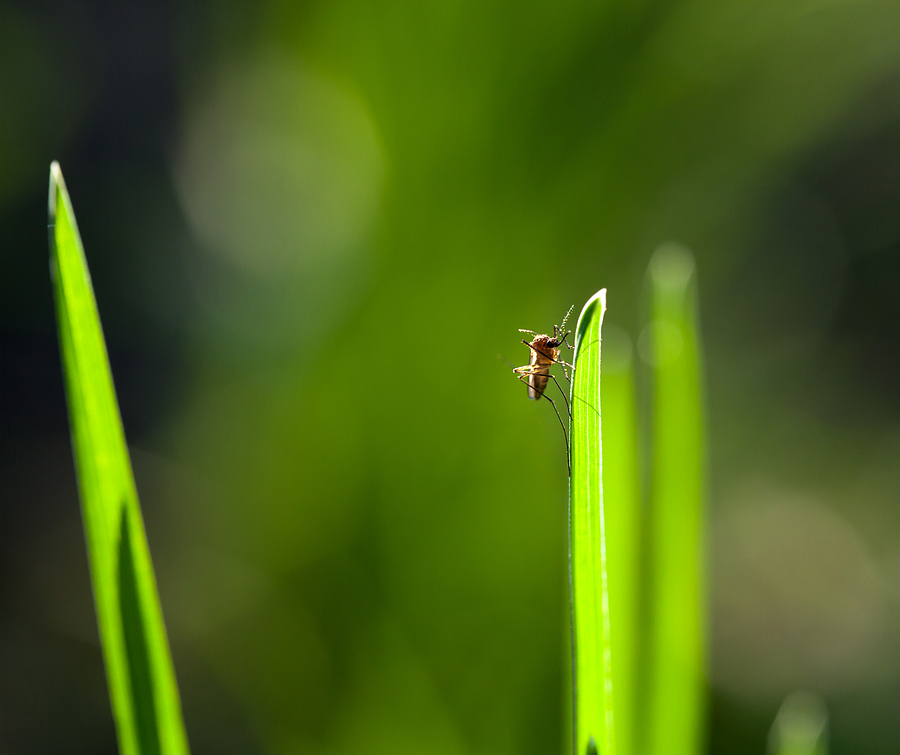 Lawn Insect Control