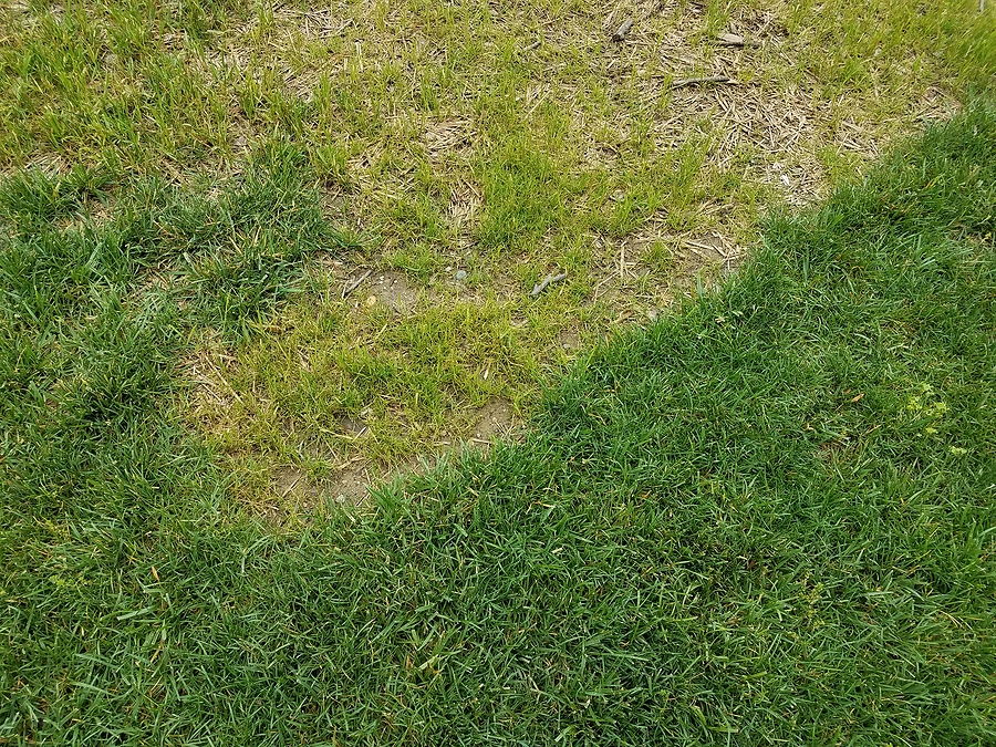 3 Signs That Your Lawn Needs a Restoration Service