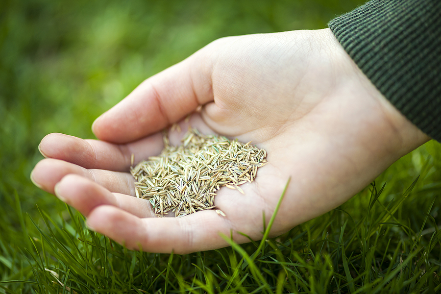 Overseeding in Late Summer: Boost Lawn Health Before Fall